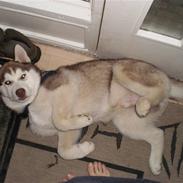 Siberian husky Fix