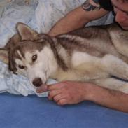 Siberian husky Fix