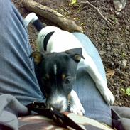 Dansk svensk gaardhund Anton