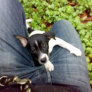 Dansk svensk gaardhund Anton