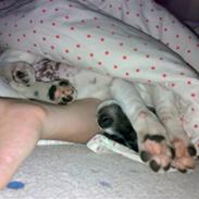 Dansk svensk gaardhund Anton