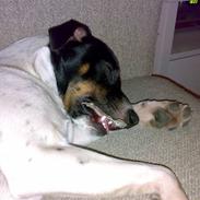 Dansk svensk gaardhund Anton