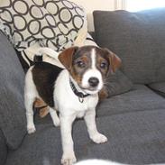 Jack russell terrier Maggi