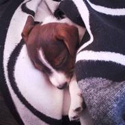 Jack russell terrier Maggi