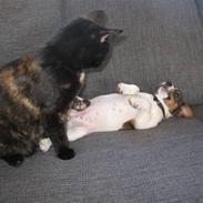 Jack russell terrier Maggi