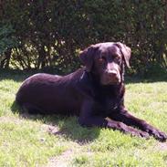 Labrador retriever Canto 