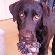 Labrador retriever Canto 