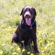 Labrador retriever Canto 