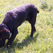 Labrador retriever Canto 