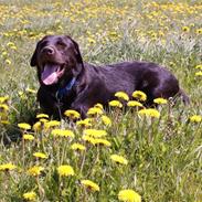 Labrador retriever Canto