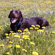 Labrador retriever Canto 