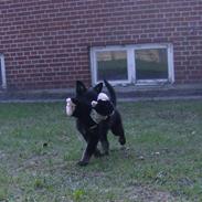 Schæferhund To-Fast Xanto