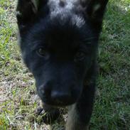 Schæferhund To-Fast Xanto