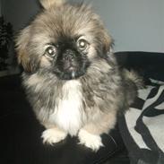 Pekingeser Luna