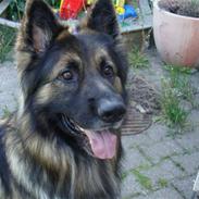 Schæferhund Zako