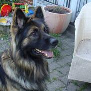 Schæferhund Zako