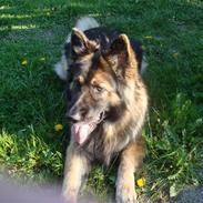 Schæferhund Zako