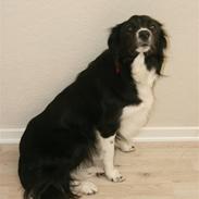Border collie Freja