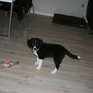Border collie Freja