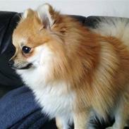 Pomeranian Osvald