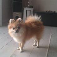 Pomeranian Osvald