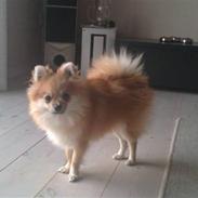 Pomeranian Osvald