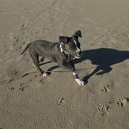 Amerikansk staffordshire terrier Nikka