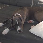 Amerikansk staffordshire terrier Nikka