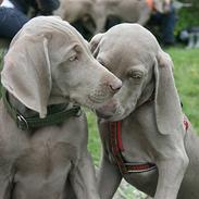 Weimaraner Hot Shoot´s Lotto (Anden) HD-A