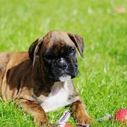 Boxer Balou 