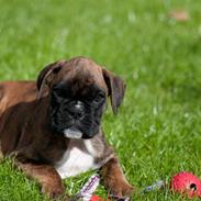 Boxer Balou 