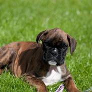 Boxer Balou 