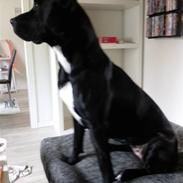 Blanding af racer moniqé