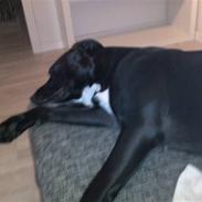 Blanding af racer moniqé