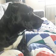 Blanding af racer moniqé