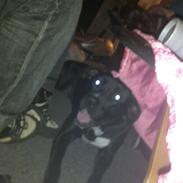 Blanding af racer moniqé