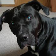 Blanding af racer moniqé