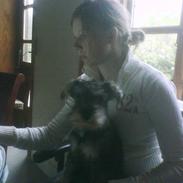 Dvaergschnauzer Silver <33 ~miin elskede dreng ~