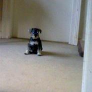 Dvaergschnauzer Silver <33 ~miin elskede dreng ~