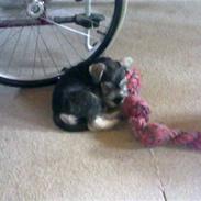 Dvaergschnauzer Silver <33 ~miin elskede dreng ~