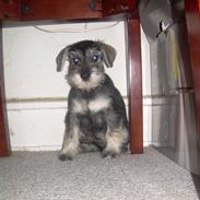 Dvaergschnauzer Silver <33 ~miin elskede dreng ~
