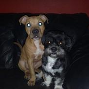 Blanding af racer Macho 