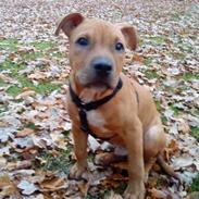 Blanding af racer Macho 