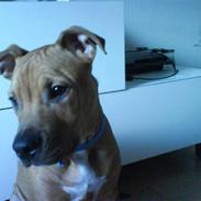 Blanding af racer Macho 