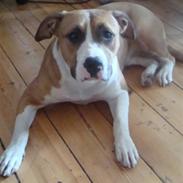 Blanding af racer tulle