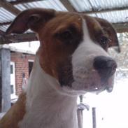 Blanding af racer tulle