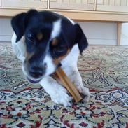 Dansk svensk gaardhund Rosa