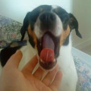 Dansk svensk gaardhund Rosa