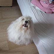 Coton de tulear Miki