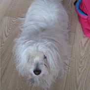 Coton de tulear Miki